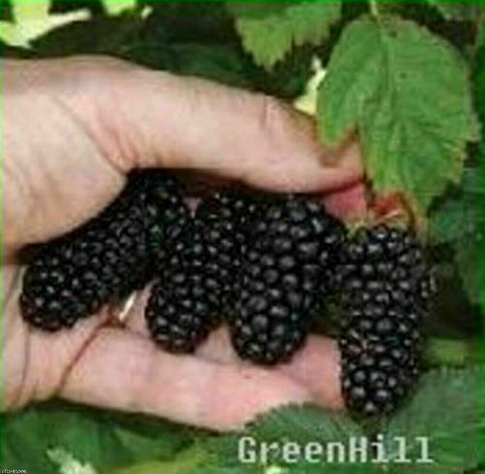 Vancouver Island Chester Blackberry Plant Seeds, Canada #1 Sweet