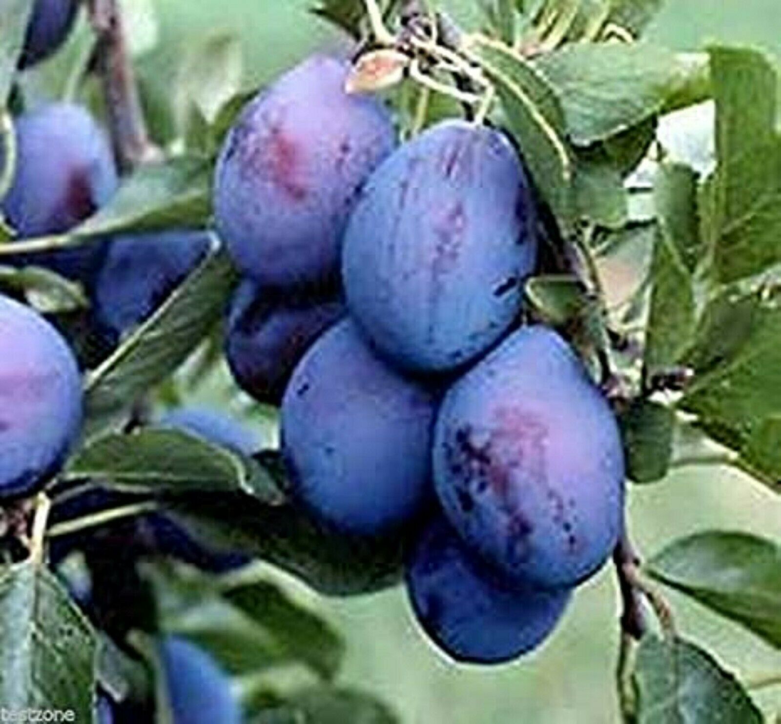 Vancouver Island Damson Plum Tree  -5 Seeds- Purple, Blue Sweet