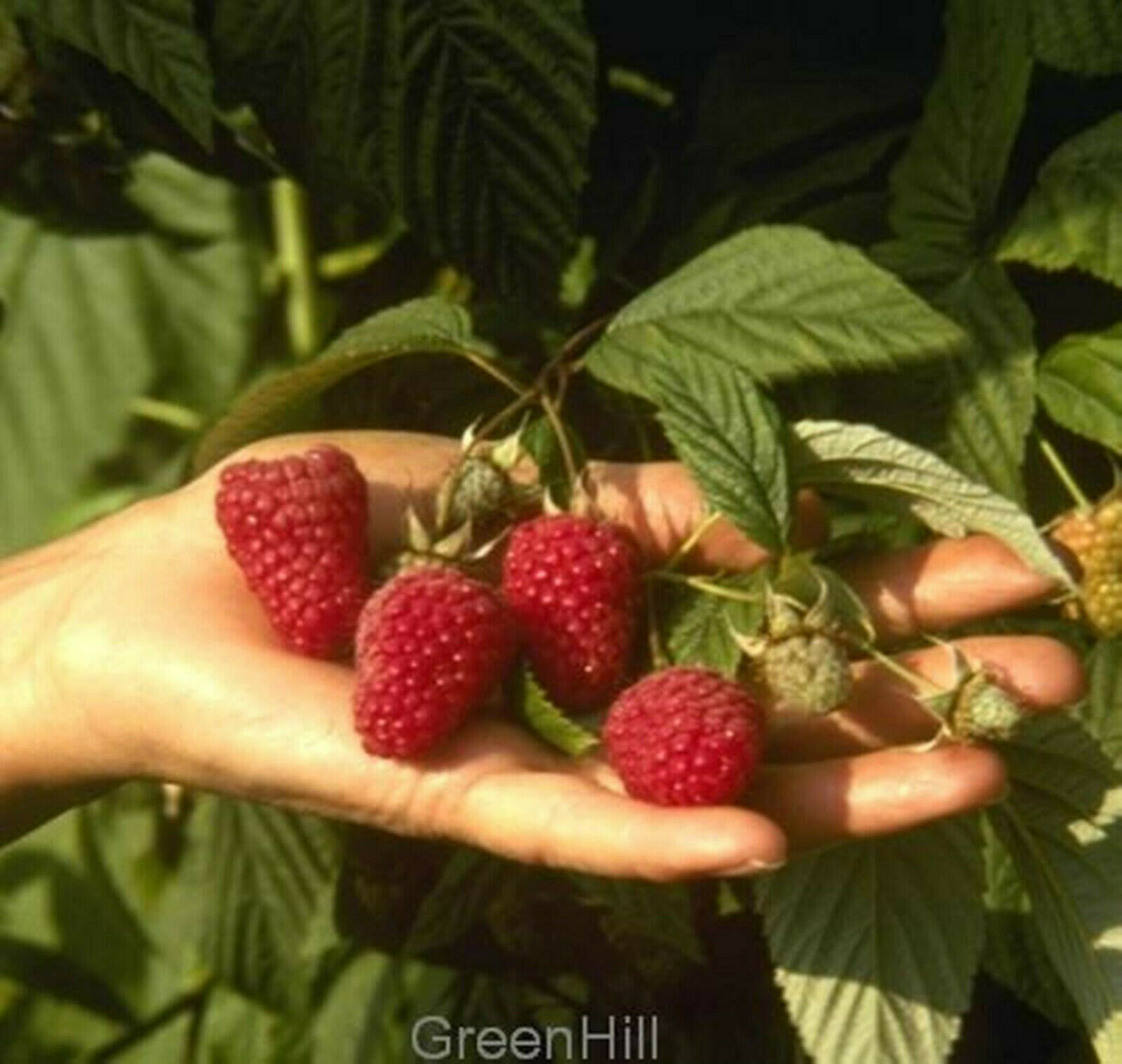 British Columbia Ruby Tulameen Raspberry Plant -20 Seeds- Giant