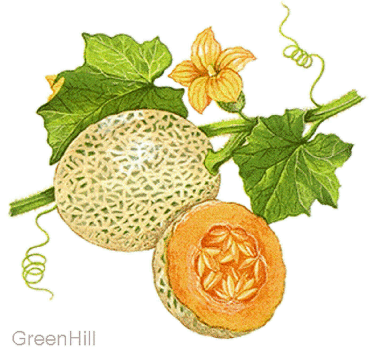 Cantaloupe Melon, Muskmelon Sweet Fruit Plant -10 Seeds - Rich i